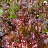 Red Sails Leaf Lettuce Seeds for Planting