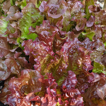 Red Sails Leaf Lettuce Seeds for Planting
