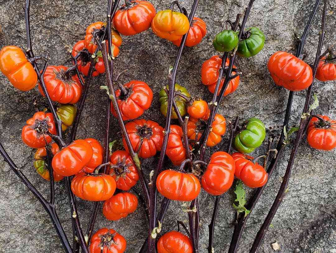 Solanum Integrifolium plants grown from seeds