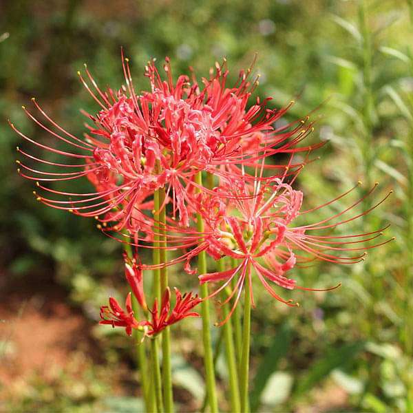Red Spider Lily (Lycoris radiata) bulbs for planting in home gardens.