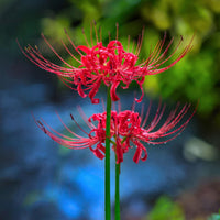 Red Spider Lily planting bulbs for ornamental gardens and landscape displays.