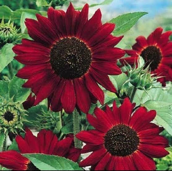 Vibrant red sunflower blooms in an outdoor flower bed