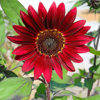 Red sunflower flowers growing in a sunny home garden