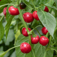 Red Sweet Cherry Pepper Seeds for Home Vegetable Gardens