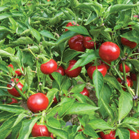 Red Sweet Cherry Peppers Growing on Garden Plants