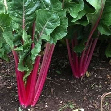 Red Swiss Ruby seeds for planting in home gardens