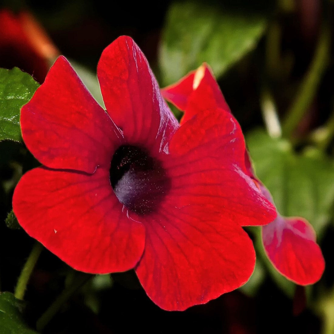 Red Thunbergia alata flower seeds for planting in home gardens and trellises.