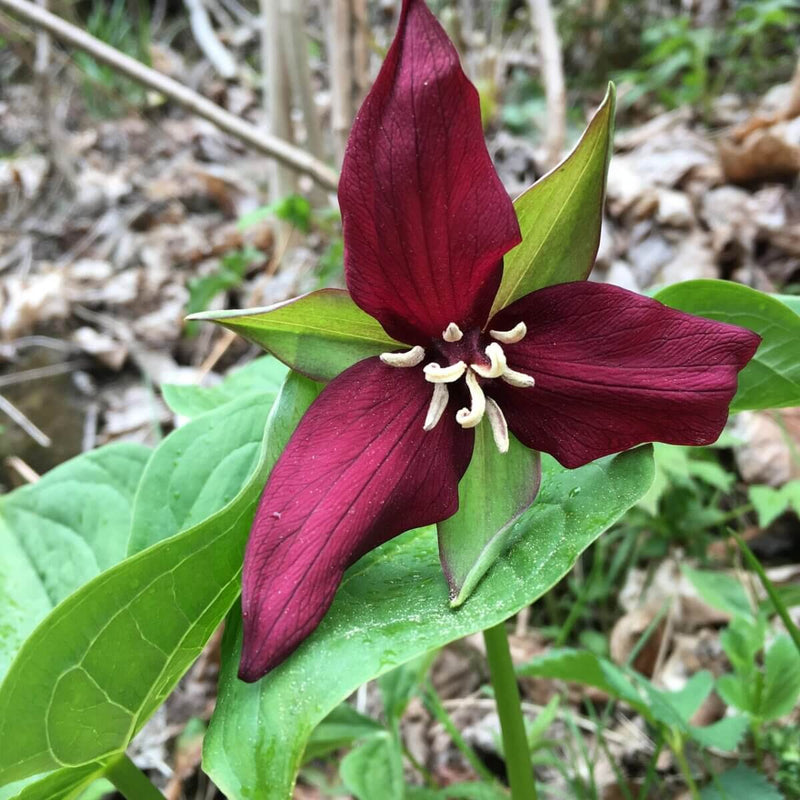 Green Trillium Flower seeds for Planting - Low Maintenance, Heirloom & GMO Free Seeds for Home Garden