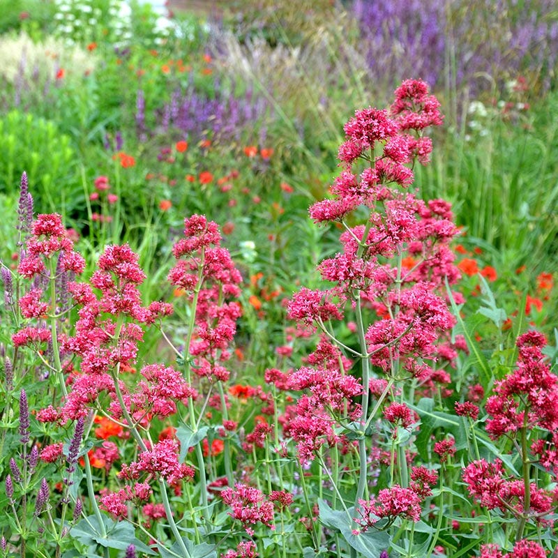 Mixed Jupiter's Beard Flower seeds for Planting - Drought Tolerant, Heirloom & GMO Free Seeds for Home Garden