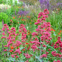 Mixed Jupiter's Beard Flower seeds for Planting - Drought Tolerant, Heirloom & GMO Free Seeds for Home Garden