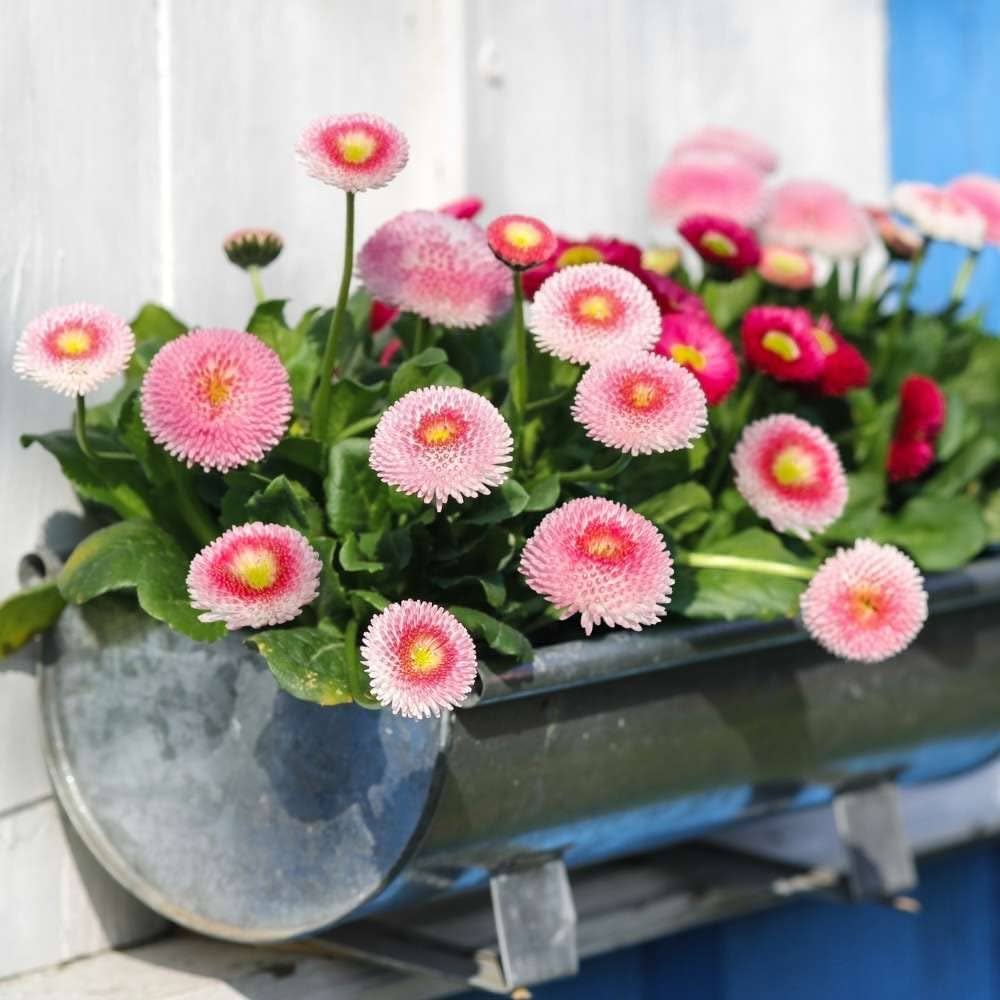 Red White Leucanthemum Shasta Flower Seeds for planting
