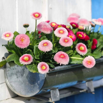 Red White Leucanthemum Shasta Flower Seeds for planting