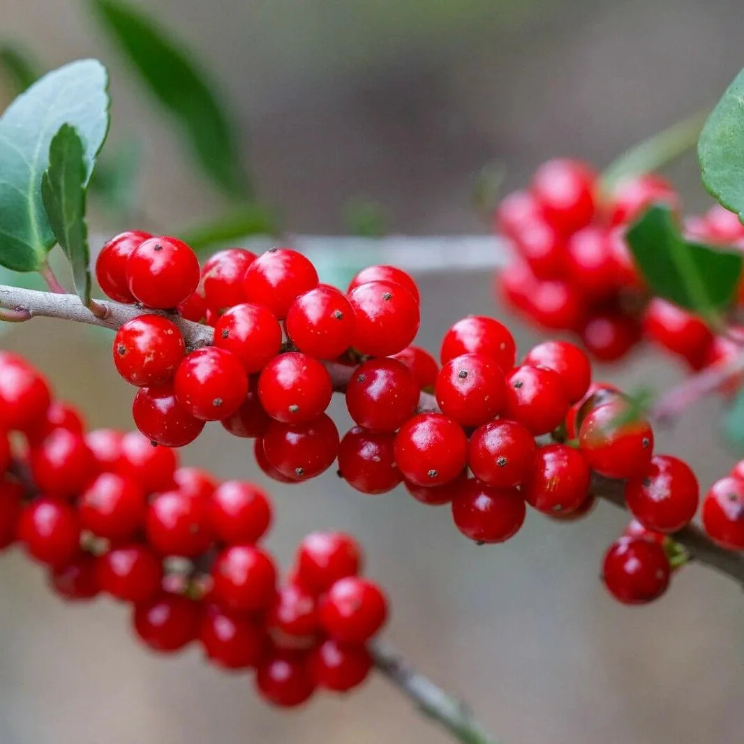 Red Yaupon Holly tree seeds for planting in home gardens.