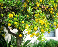 Red and yellow lemon seeds for planting colorful citrus varieties