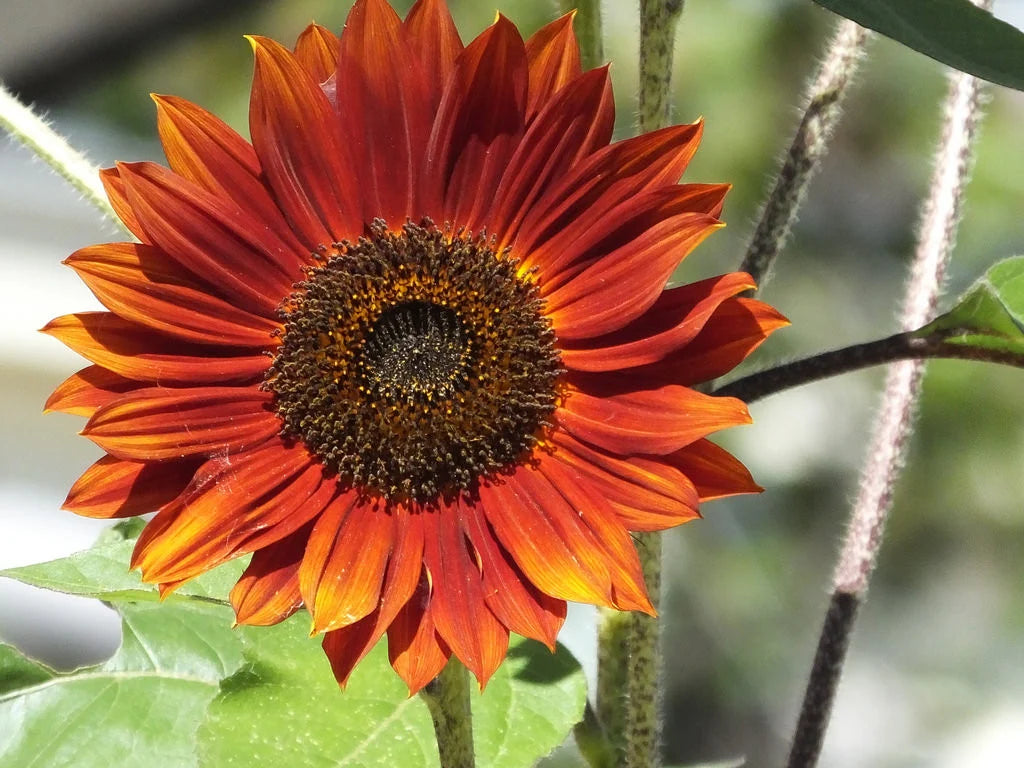 Bright orange sunflower blooms in an outdoor garden