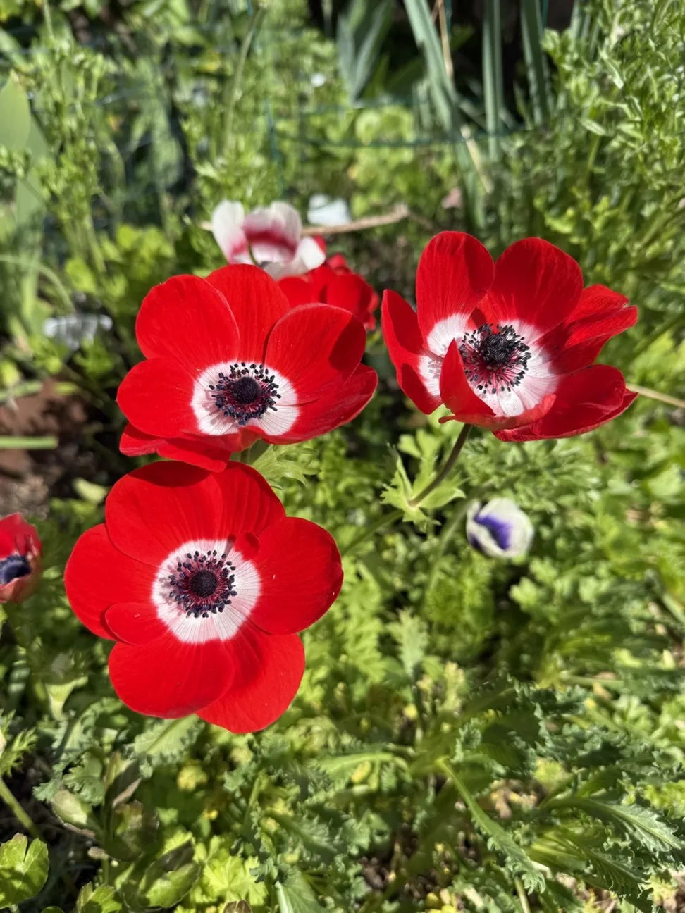 Red Anemone Flower seeds for Planting - Bright Blooms, Heirloom & GMO Free Seeds for Home Garden