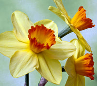 Yellow Red Daffodil Seeds, Heirloom Non-GMO Pollinator-Friendly Flowers for Garden Planting