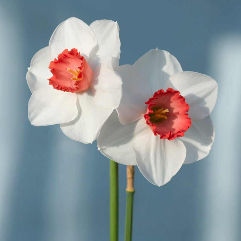 Red Daffodil Flower Seeds for Planting Cut Flower Favorite Heirloom & GMO Free Seeds for Home Garden
 
 Sale
