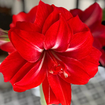 Red Double Narcissus Flower Seeds for Planting Wildflower Mix Heirloom & GMO Free Seeds for Home Garden
 
 Sale