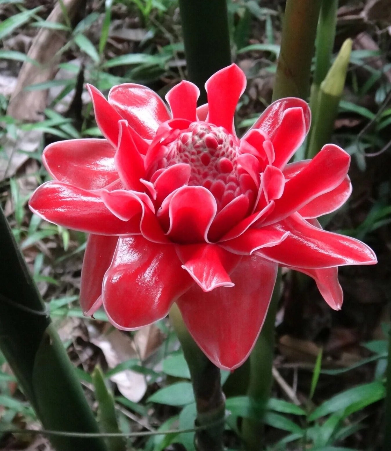 Rainbow Torch Ginger Flower seeds for Planting - Premium Quality, Heirloom & GMO Free Seeds for Home Garden