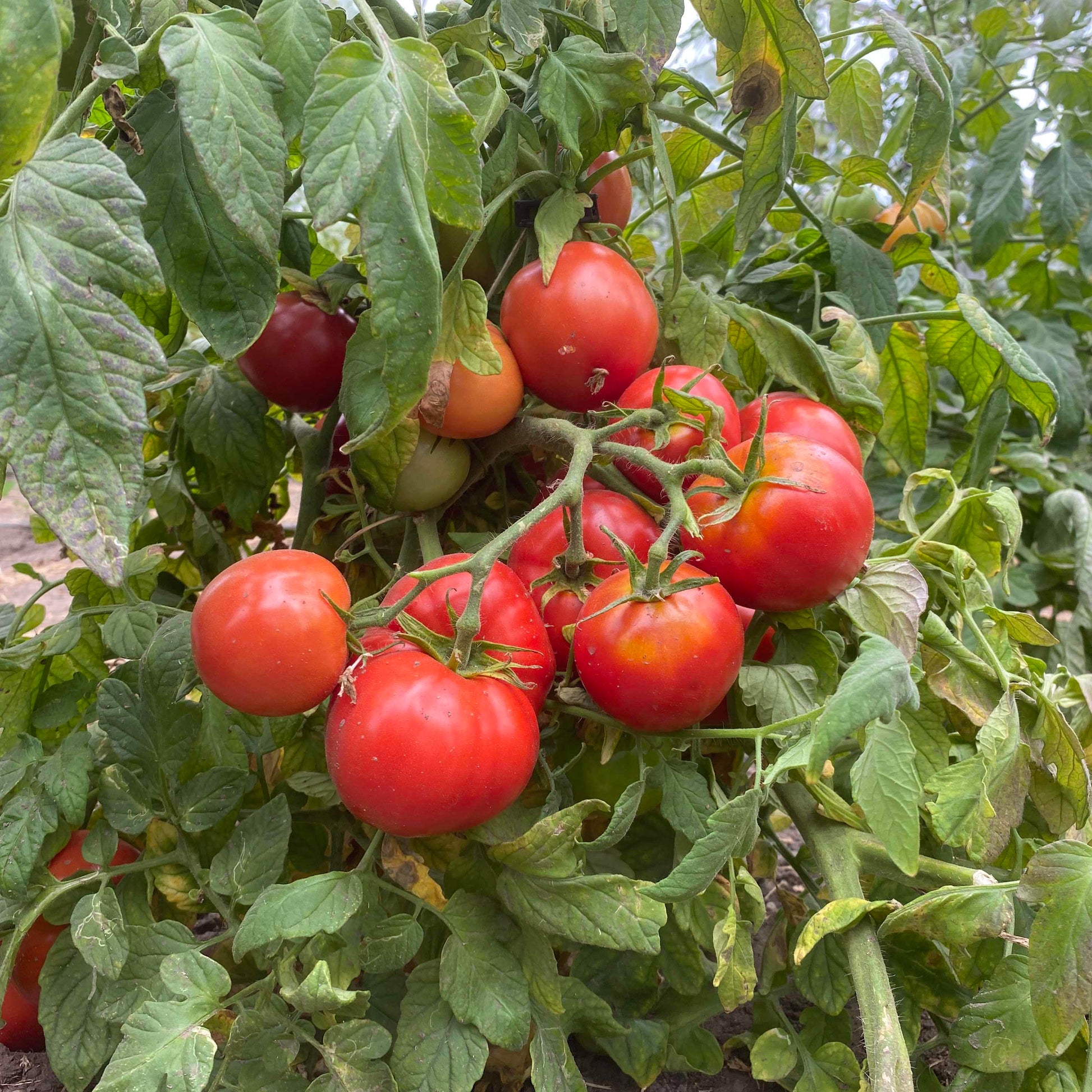 Arctic Plenty seedlings with healthy growth