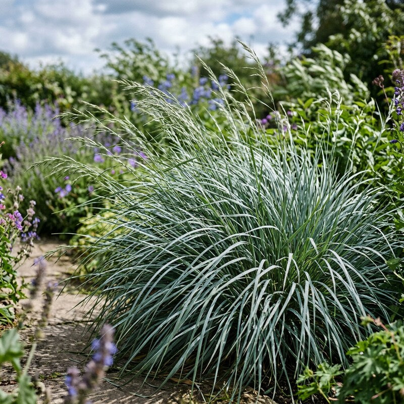 Elymus Magellanicus Grass Seeds for Ornamental Blue Foliage Landscaping