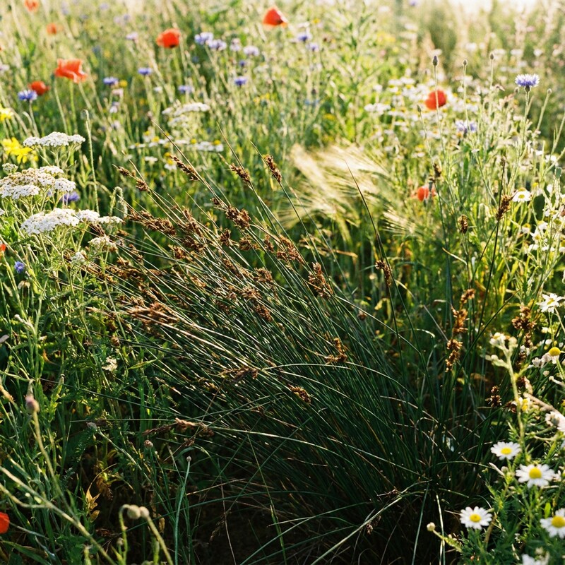Juncus Krausii grass seeds for planting in gardens and landscape projects