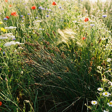 Juncus Krausii grass seeds for planting in gardens and landscape projects