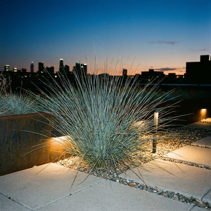 Juncus Patens 'Carman's Gray' Grass Seeds for Planting