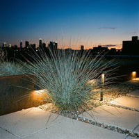 Juncus Patens 'Carman's Gray' Grass Seeds for Planting
