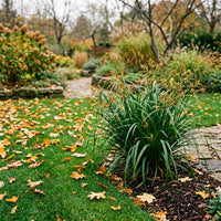 Cyperus Eragrostis 'Chira' Grass Seeds for Lawns, Landscaping & Garden Planting
