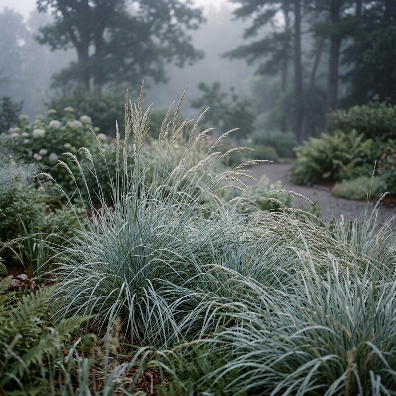 Elymus Magellanicus Grass Seeds for Ornamental Blue Foliage Landscaping