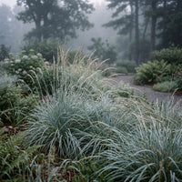 Elymus Magellanicus Grass Seeds for Ornamental Blue Foliage Landscaping