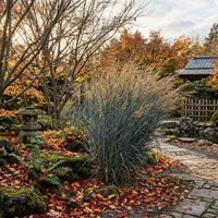 Panicum Virgatum 'Heavy Metal' Grass Seeds for Planting – Ornamental Perennial Landscape Grass