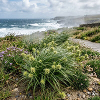 Carex Grayi Grass Seeds for Ornamental Gardens & Wet Landscapes