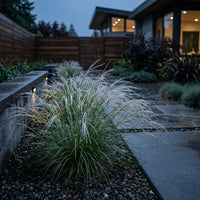Stipa Lessingiana Grass Seeds for Planting | Premium Ornamental Grass