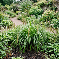 Carex Pendula Grass Seeds for Ornamental Garden Landscaping