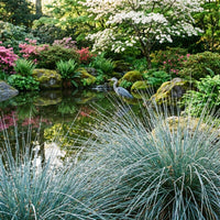 Juncus Patens 'Carman's Gray' grass plants growing in a landscaped garden
