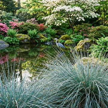 Juncus Patens 'Carman's Gray' grass plants growing in a landscaped garden