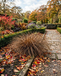 Carex Flagellifera Grass Seeds for Ornamental Garden Landscaping
