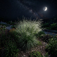 Eragrostis Elliottii 'Wind Dancer' Grass Seeds for Planting