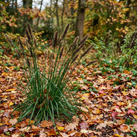 Cyperus Polystachyos Chimney Sweeper Grass Seeds for Planting