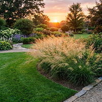 Eragrostis Elliottii 'Wind Dancer' ornamental grass growing in a landscaped garden