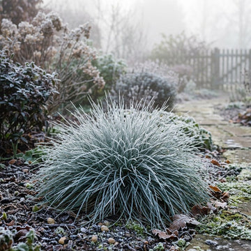 A frosted ornamental grass plant in a garden bed, surrounded by other frost-covered shrubs and a stone path in the background.