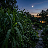 A dark garden scene at dusk with tall green plants in the foreground, a stone path on the right, trees, and a small house in the background under a blue evening sky with a visible moon.
