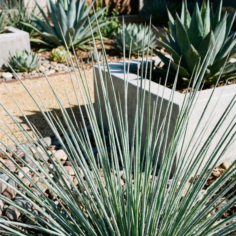 Juncus 'Silver Spears' Grass Seeds for Planting