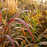 Setaria Macrostachya 'Will Scarlet' Grass Seeds for Planting