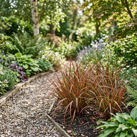 Uncinia Egmontiana Grass Seeds for Ornamental Garden Planting