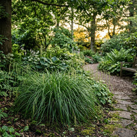 Carex Pendula 'Moonraker' Grass Seeds for Ornamental Gardens