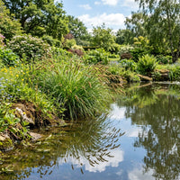 Carex Vulpina ornamental grass growing in a landscaped garden